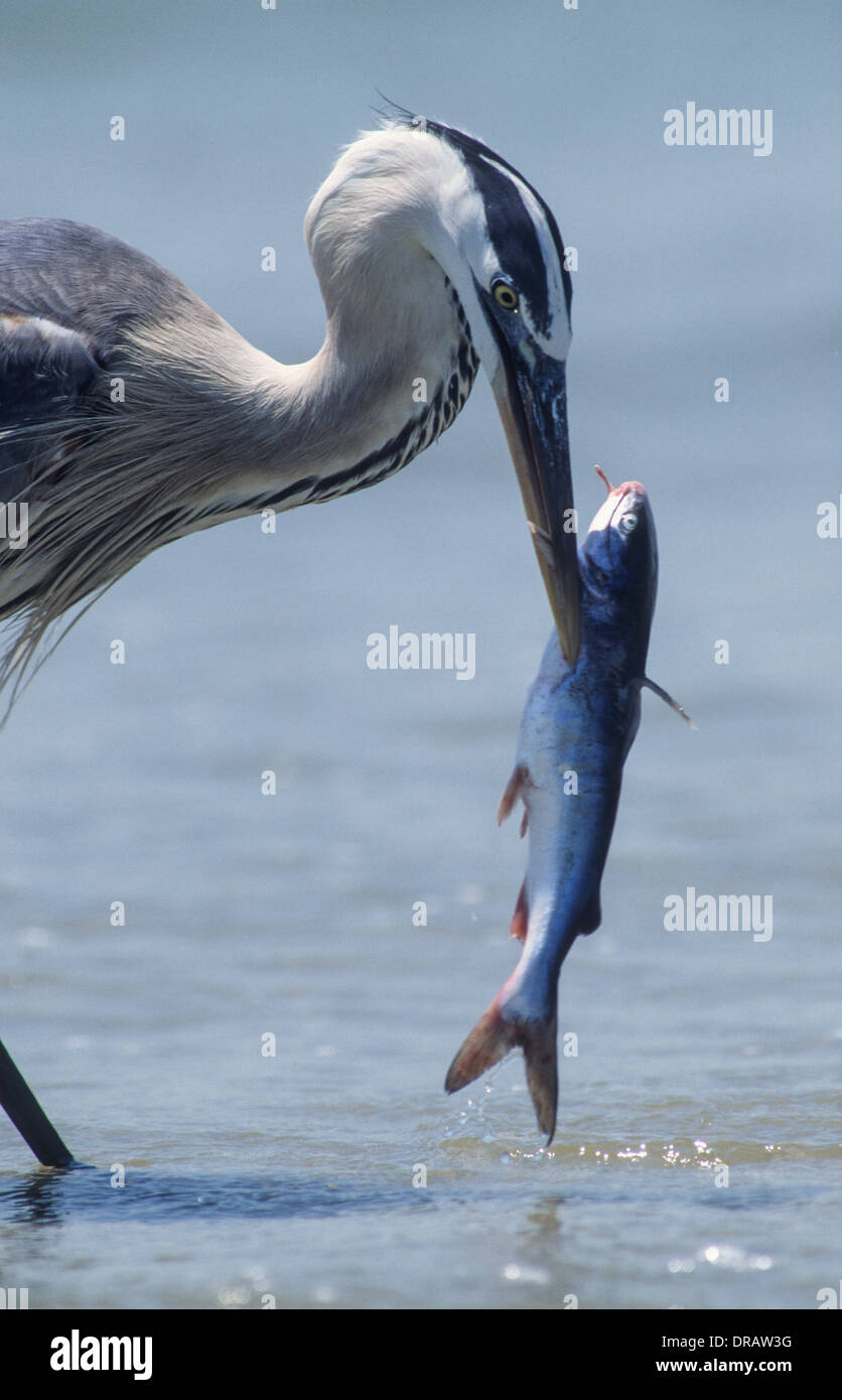 Airone blu (Ardea erodiade) con catfish scartati dai pescatori sulla spiaggia a Galveston, Texas, Stati Uniti d'America Foto Stock