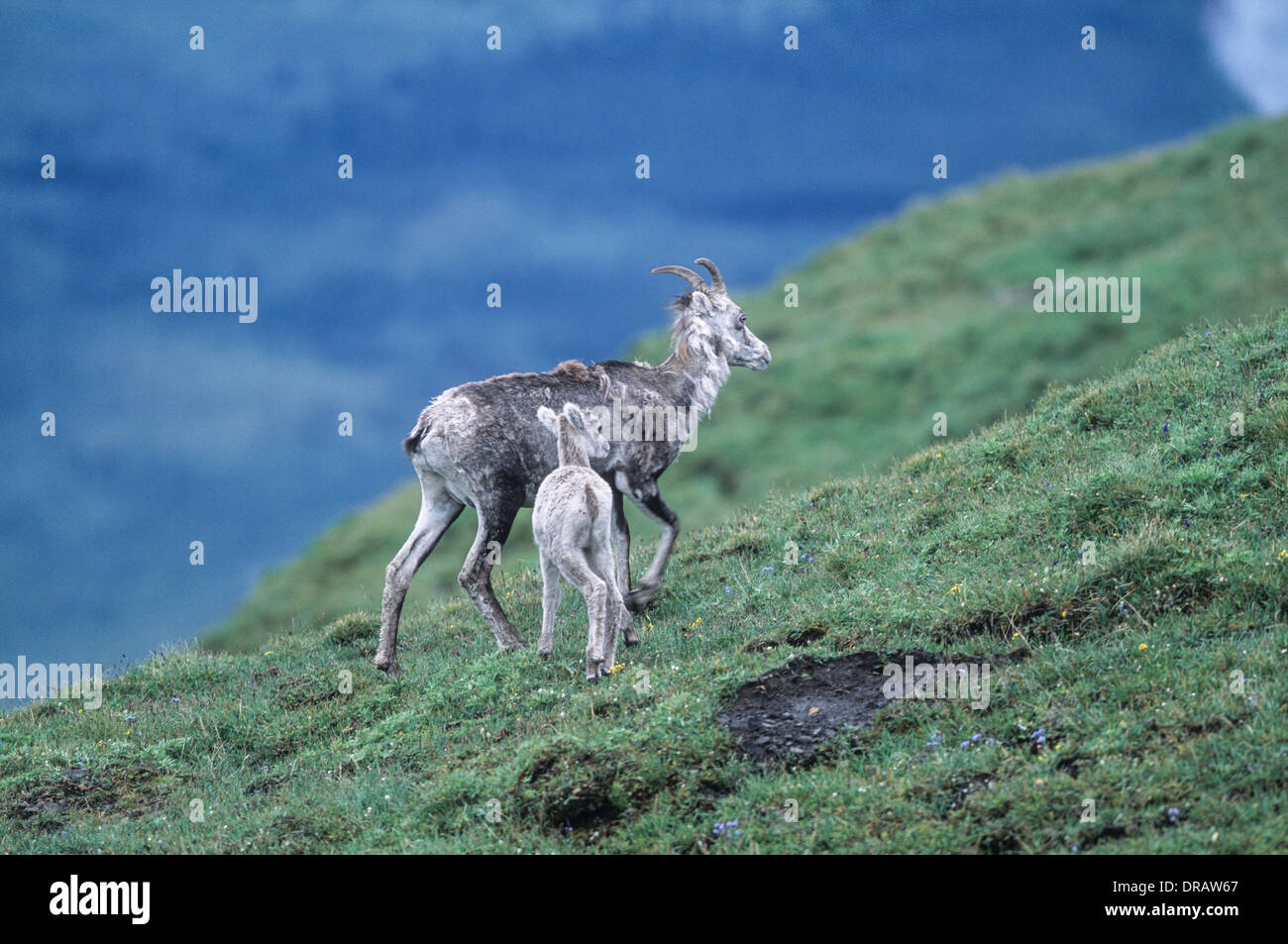 Dall le pecore di pietra (pecora) (ovis dalli), la madre e il bambino insieme, Muskwa-Kechika, British Columbia, Canada Foto Stock