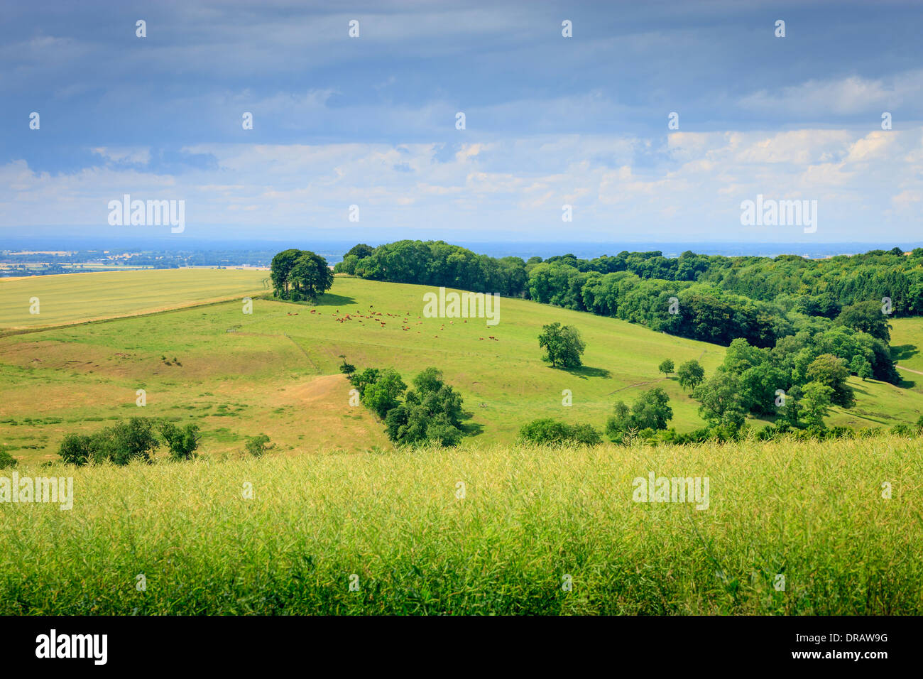 Il Wolds East Riding of Yorkshire Inghilterra Foto Stock