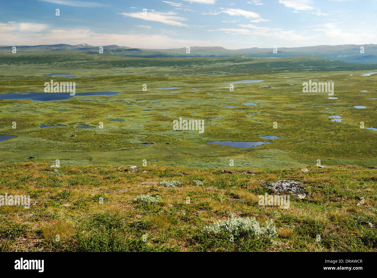 Verde altopiano con numerosi piccoli laghi. Lapponia svedese in estate. Foto Stock