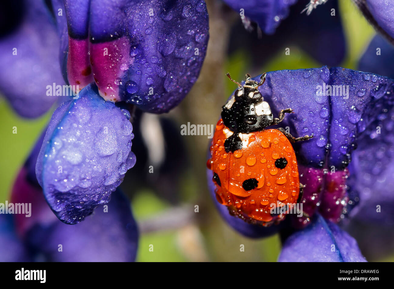 Ladybug (coccinella) su Bluebonnet Foto Stock
