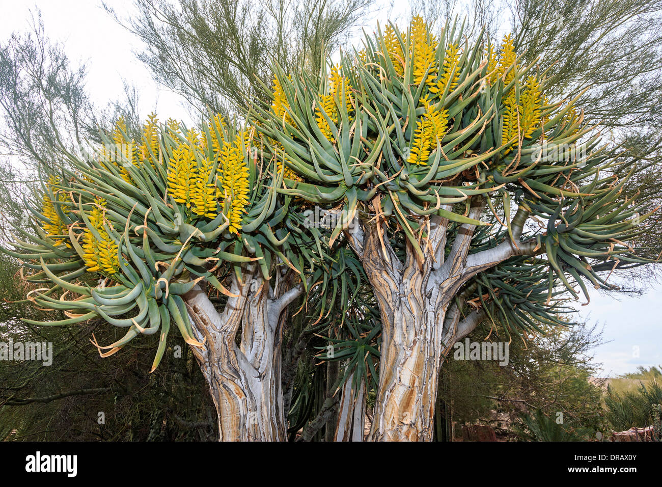 Aloe dichotoma, noto anche come quiver tree o kocurboom, è una specie di aloe indigena dell Africa Australe Foto Stock
