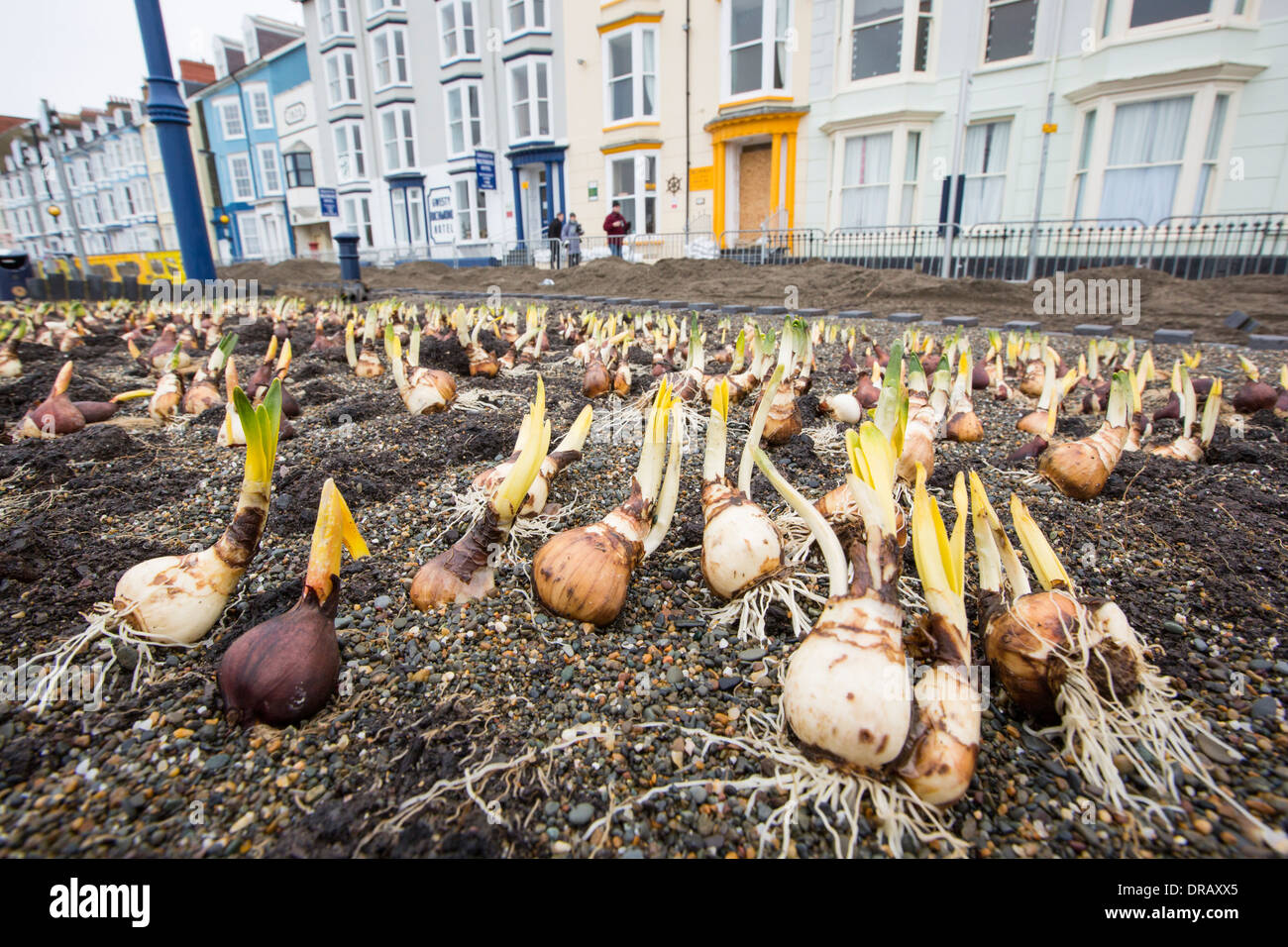 Dopo una settimana di alta marea, mareggiate e tempesta vigore venti, il lungomare di Aberystwyth in Galles è stato devastato, con milioni di £ 's di danni. Le onde che si infrangono punzonato un grande foro nella parete del mare ed è crollato Aberystwyth iconici, lungomare vittoriano rifugio, che ha resistito per oltre 100 anni. Questa foto è stata scattata mercoledì 8 gennaio, 2014, il giorno in cui il Consiglio ha cominciato a cercare di cancellare le migliaia di tonnellate di macerie spiaggia fuori di fronte al mare su strada. Qui il terreno è stato strippato aiuole, rivelando la molla lampadine. Foto Stock