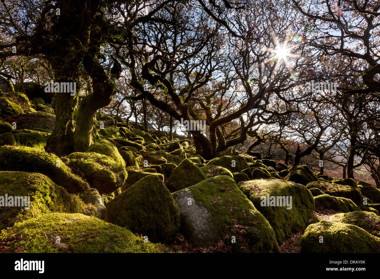 Il sole, catturata come una raggiera attraverso i rami di alberi in legno Wistmans, Dartmoor Foto Stock