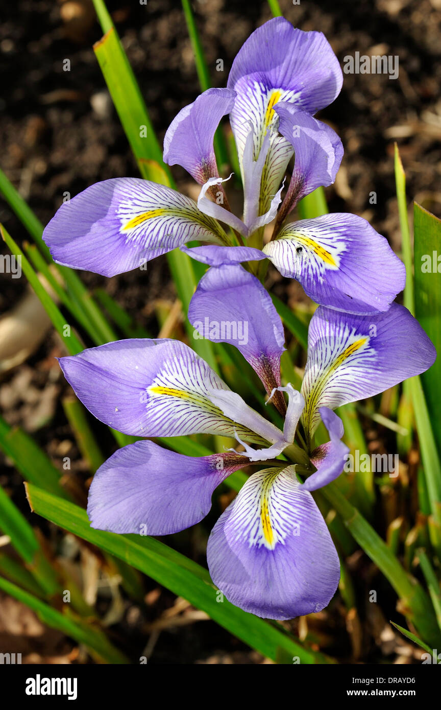 Fiori da vicino Foto Stock