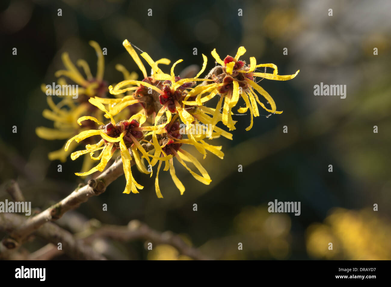 Blooming Amamelide Hamamelis mollis una caduca fioritura invernale arbusto fiore isolato dal contesto Foto Stock