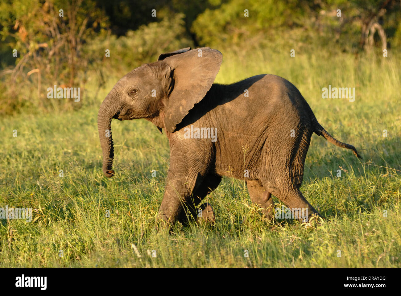 Vitello dell'elefante Foto Stock