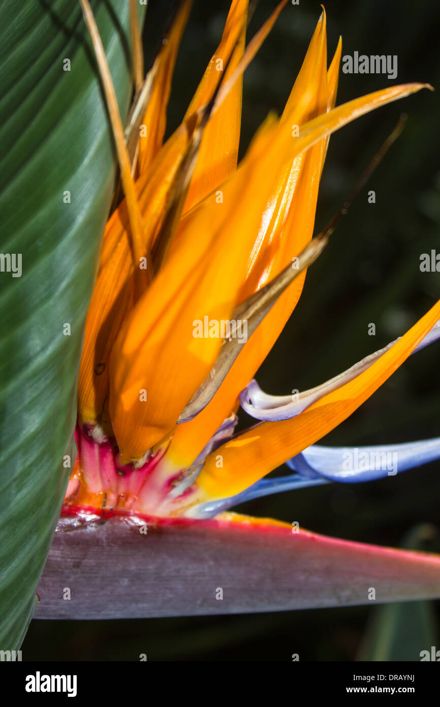 Hawaiian uccello del paradiso fiore Foto Stock