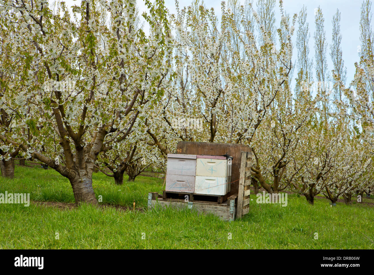 La molla del blumo e bee caselle in frutteti di ciliegi di Mosier, Oregon. Stati Uniti d'America Foto Stock