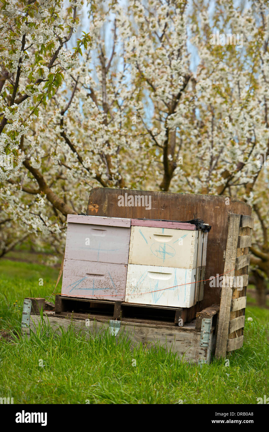 La molla del blumo e bee caselle in frutteti di ciliegi di Mosier, Oregon. Stati Uniti d'America Foto Stock