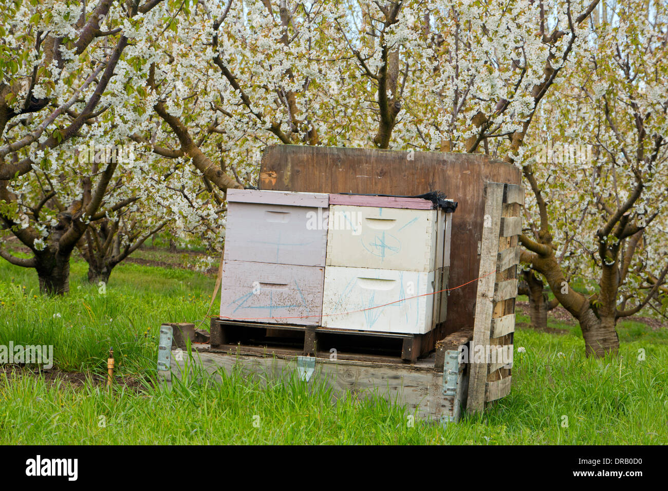 La molla del blumo e bee caselle in frutteti di ciliegi di Mosier, Oregon. Stati Uniti d'America Foto Stock