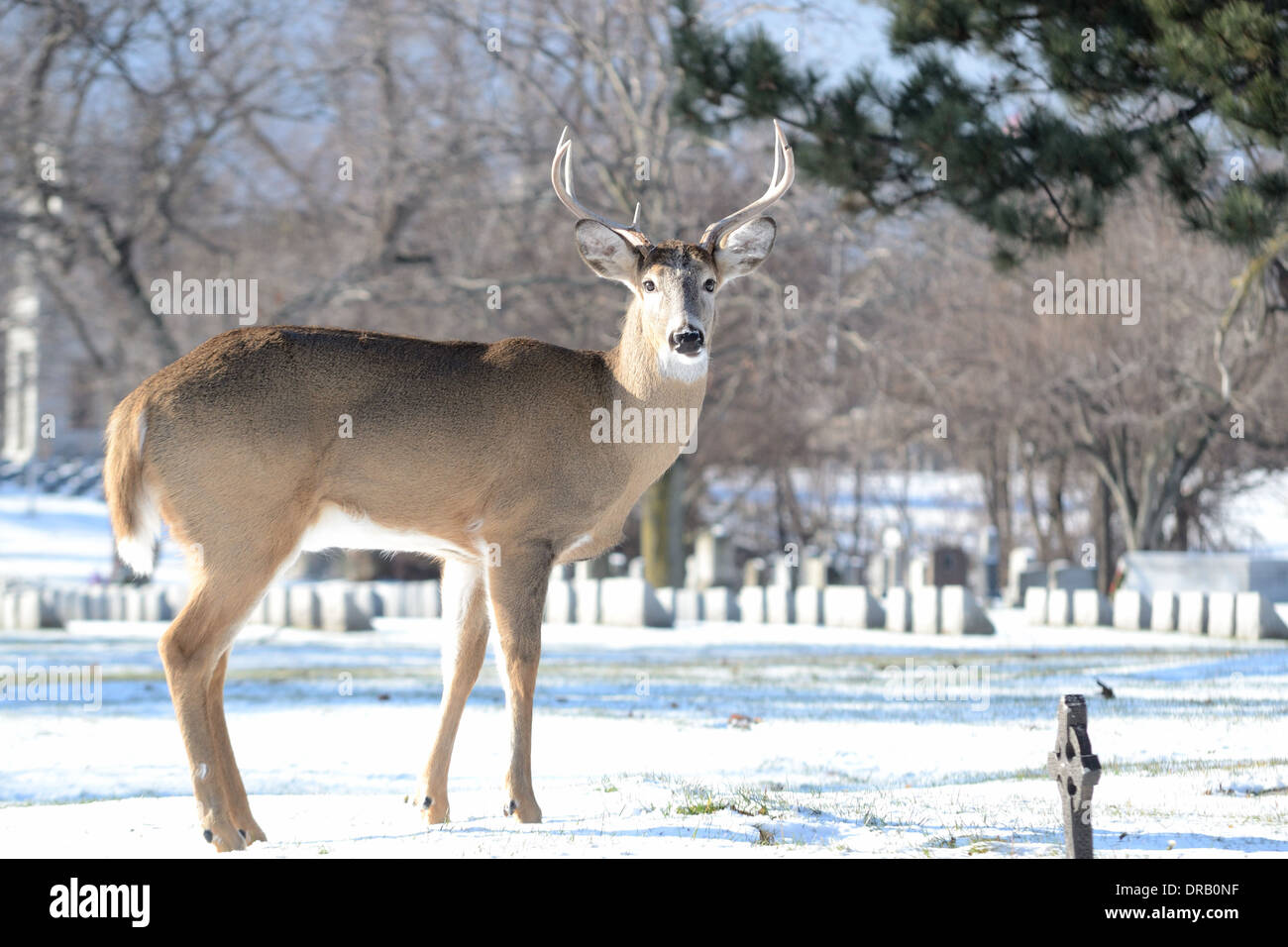 Un culbianco deer buck in piedi nella neve d'inverno. Foto Stock
