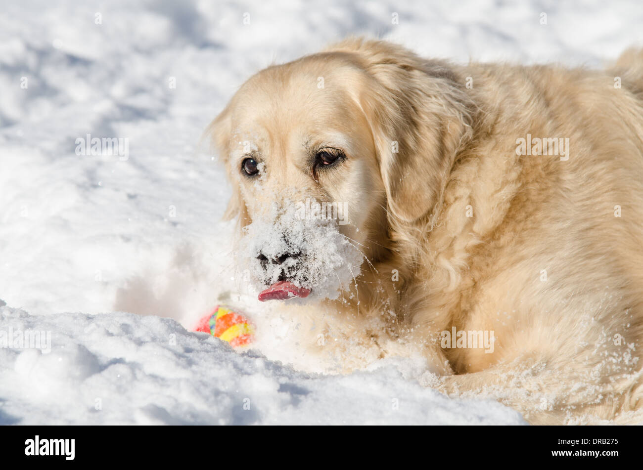 Adulto, Femmina, Golden Retriever giocando in inizio inverno neve. Foto Stock