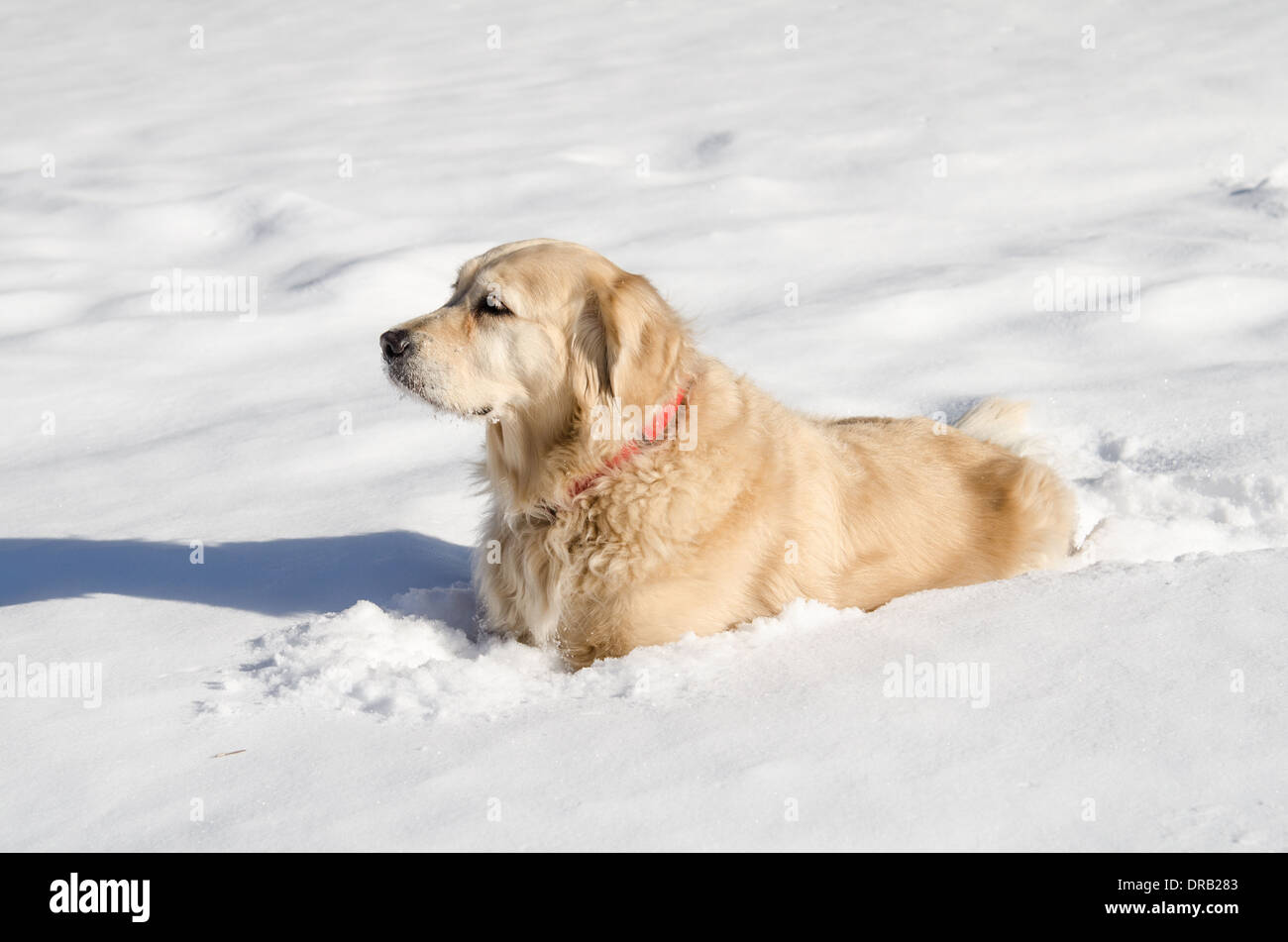 Adulto, Femmina, Golden Retriever giocando in inizio inverno neve. Foto Stock