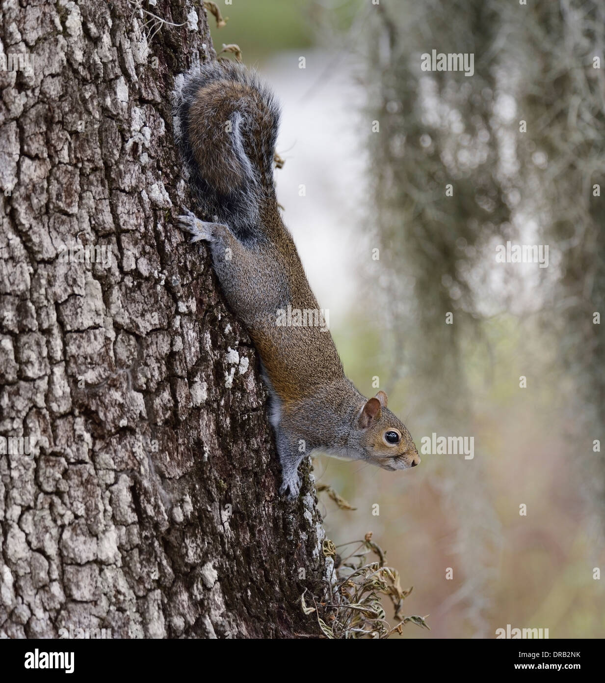 La American scoiattolo grigio su un albero Foto Stock