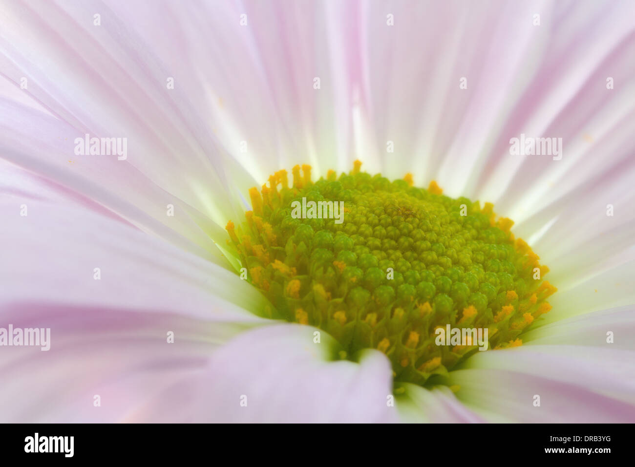 Un close-up vista macro di un comune daisy (Bellis perennis) impostare contro un viola e blu. Foto Stock