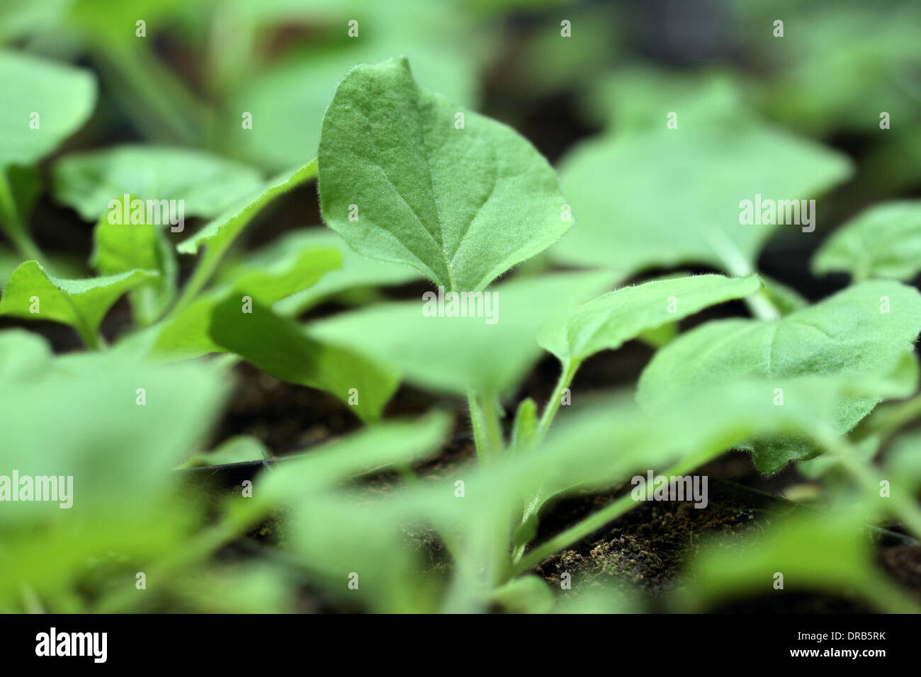 Le piante giovani in una casa verde Foto Stock