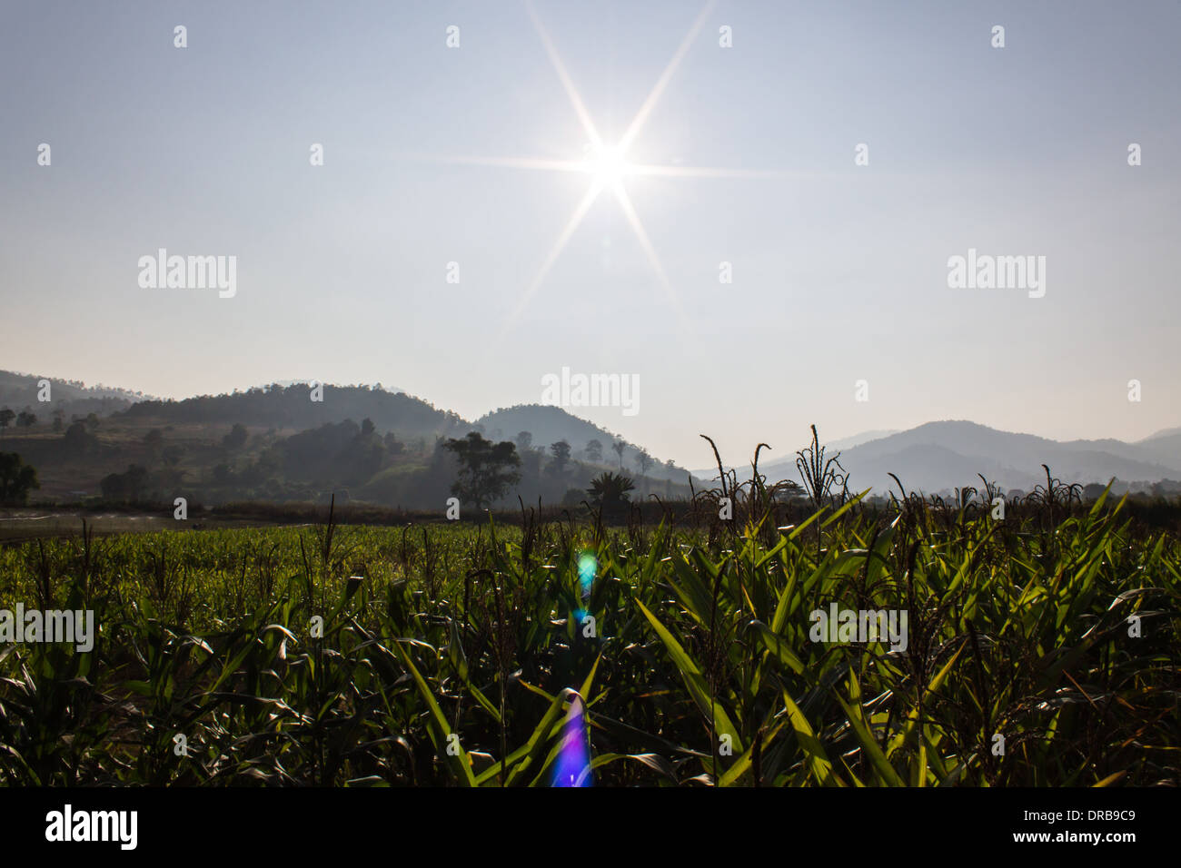 Fattoria di mais con Sun, la luce del giorno in Thailandia Foto Stock