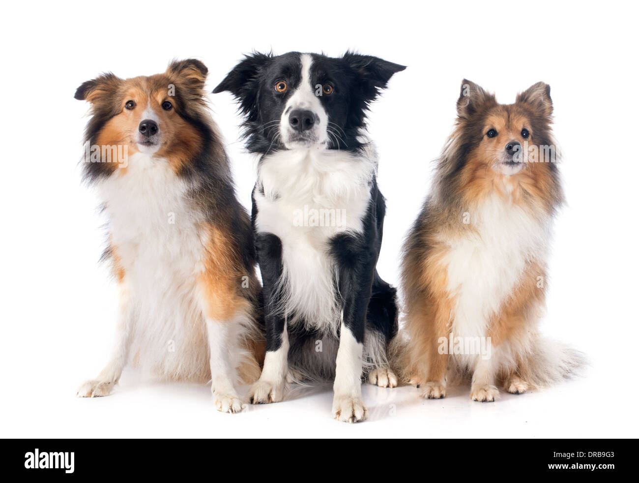 Ritratto di riproduttori di razza Border Collie e shetland sheepdogs davanti a uno sfondo bianco Foto Stock