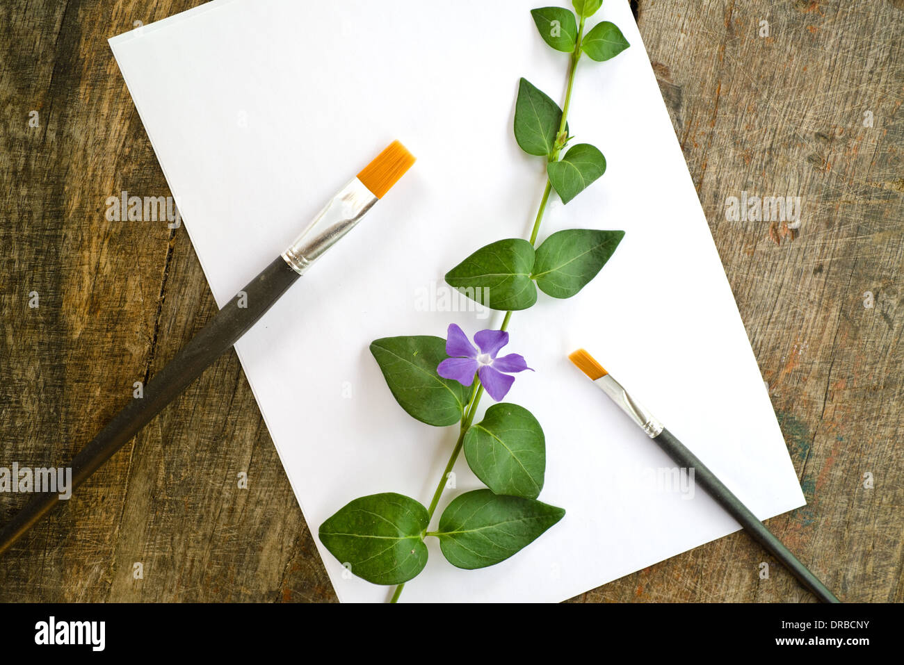 Pennelli per dipingere, viola fiore di primavera e il vuoto di carta bianca su sfondo di legno vecchio. Foto Stock