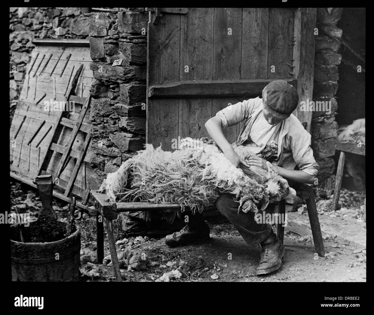Ragazzo tranciatura di una pecora, presi intorno al 1906. Grasmere Cumbria, (quindi nella contea di Westmorland), Lake District, Inghilterra. Foto Stock