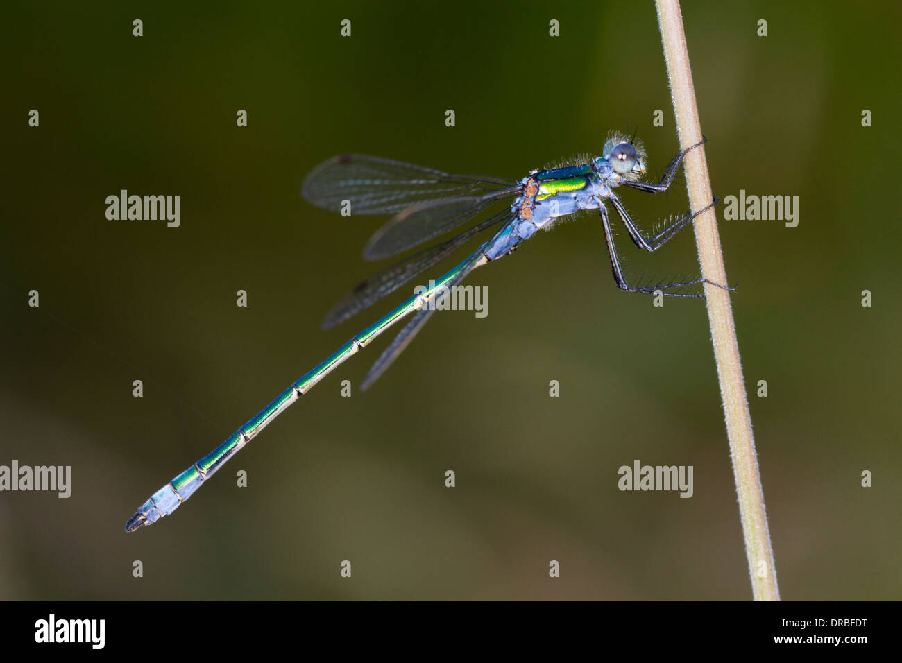 Maschio Damselfly Smeraldo (Lestes sponsa). Powys, Galles. Luglio. Foto Stock