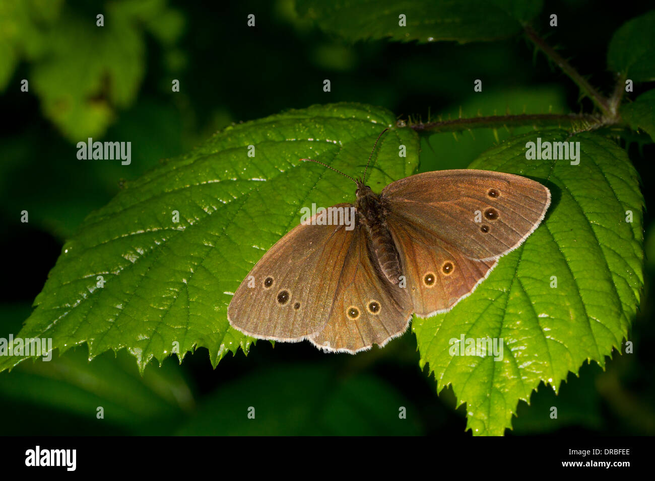 Ringlet Butterfly (Aphantopus hyperantus) adulto crogiolarsi su Rovo foglie con ali aperte. La contea di Powys,Galles. Luglio. Foto Stock
