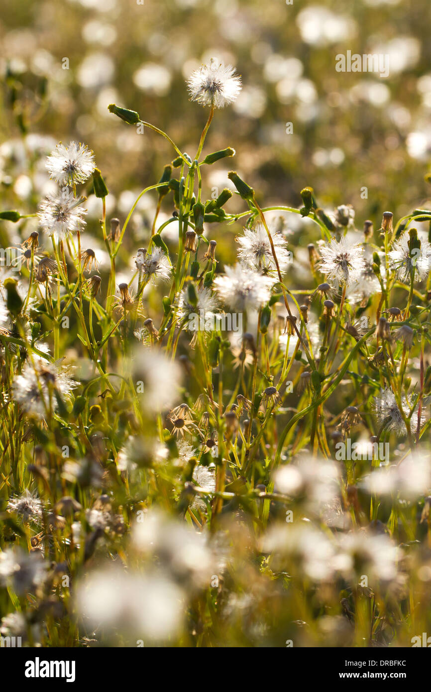 Groundsel comune (Senecio vulgaris) piante semina. Powys, Galles. Agosto. Foto Stock