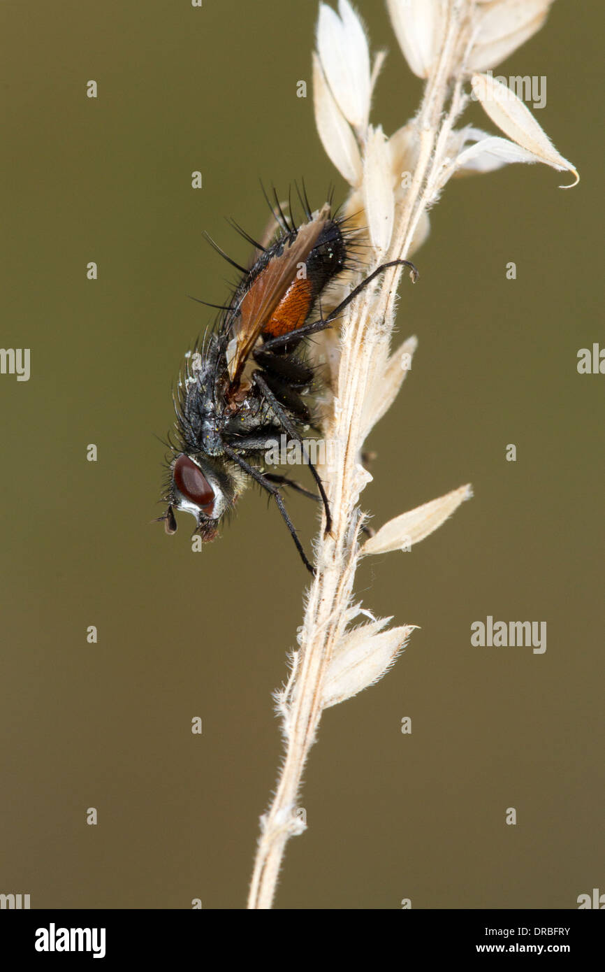 Fly (Famiglia Muscidae) in appoggio sulle erbe. Powys, Galles. Agosto. Foto Stock