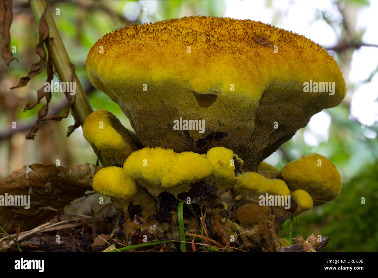 Dyer's Mazegill funghi (Phaeolus schweinitzii) corpi fruttiferi sotto un albero di abete rosso. Powys, Galles. Agosto. Foto Stock