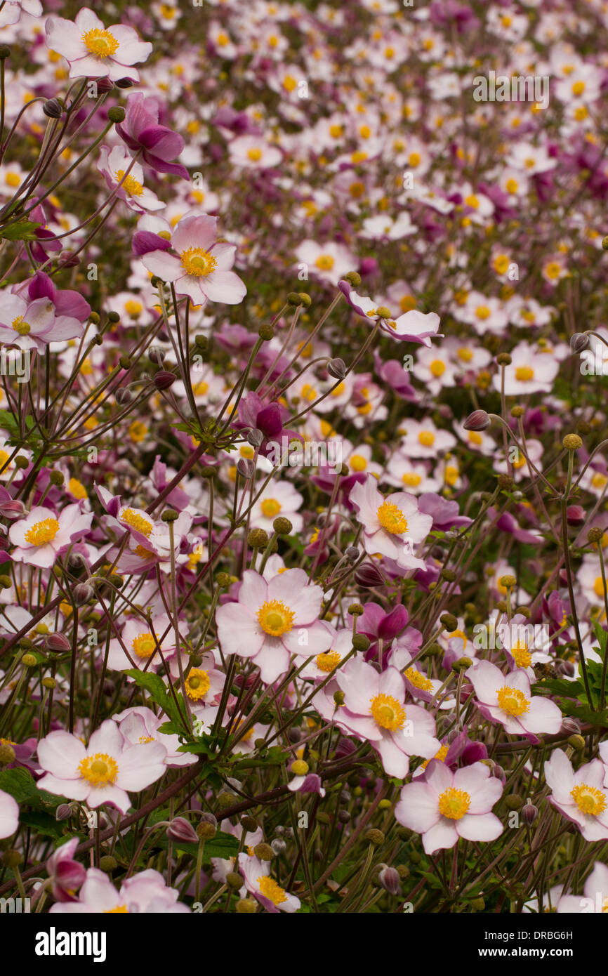 Anemone giapponese (Anemone x hybrida) 'settembre fascino' fioritura in un giardino. Carmarthenshire, Galles. Settembre. Foto Stock