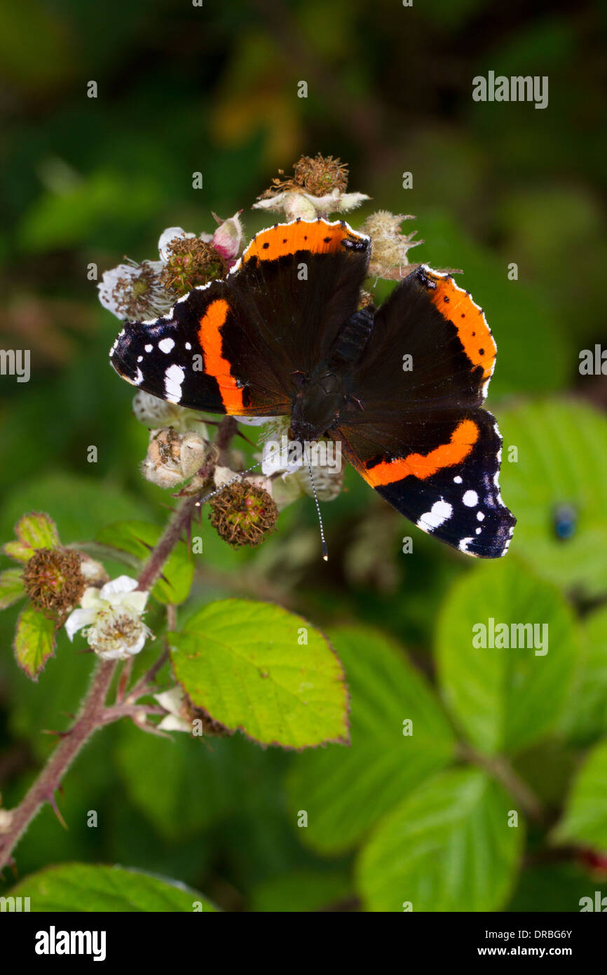 Red Admiral Butterfly (Vanessa Atalanta) alimentazione sui fiori di rovo. Powys, Galles. Settembre. Foto Stock