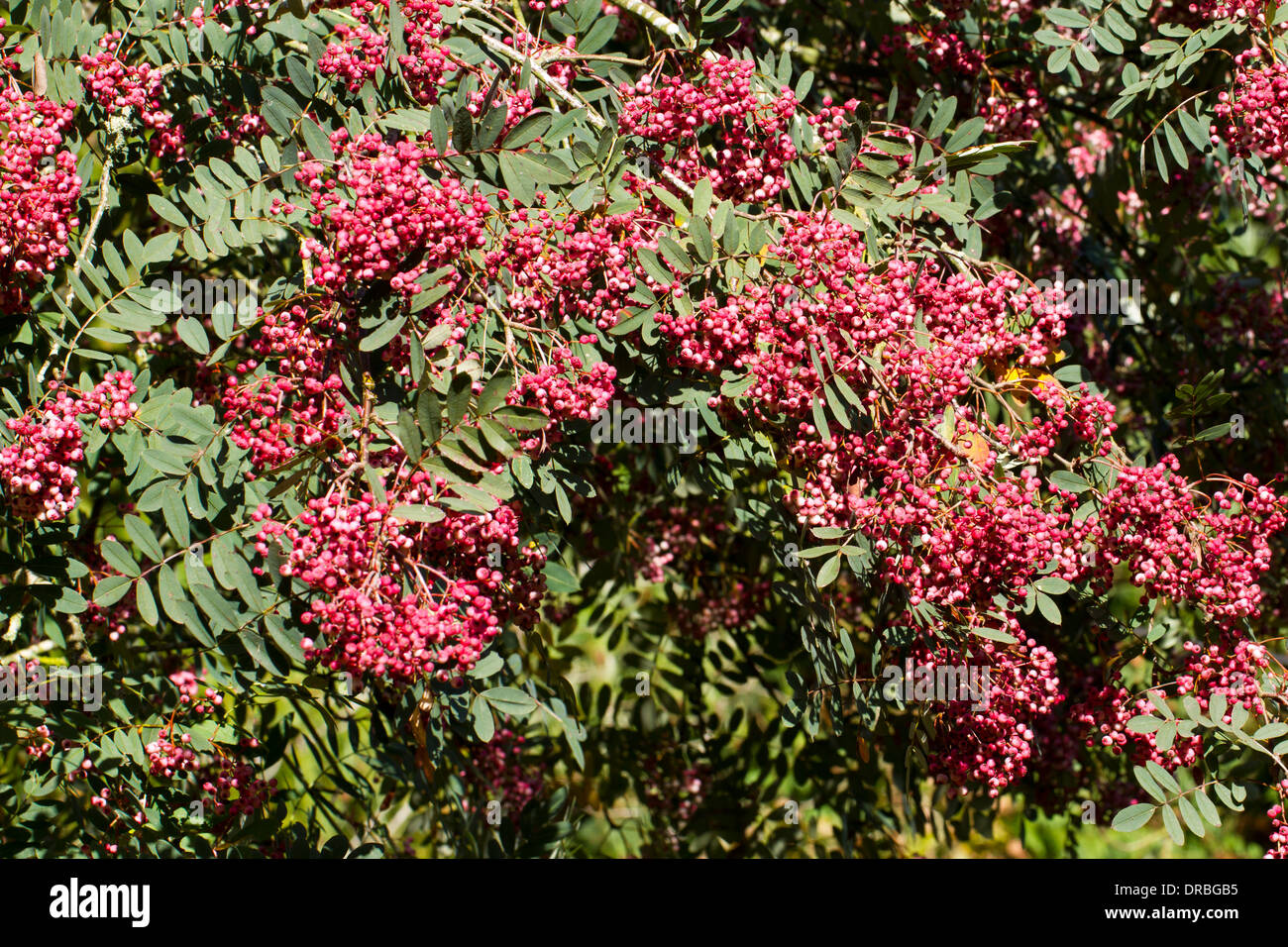 Bacche di Sorbus pseudohupehensis "pagoda rosa' su un albero in un giardino. Herefordshire, Inghilterra. Ottobre. Foto Stock