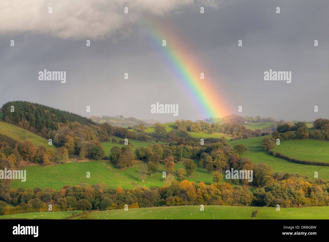 Nuvole temporalesche e un arcobaleno su terreni agricoli. Vicino Tregynon, POWYS, GALLES. Novembre. Foto Stock