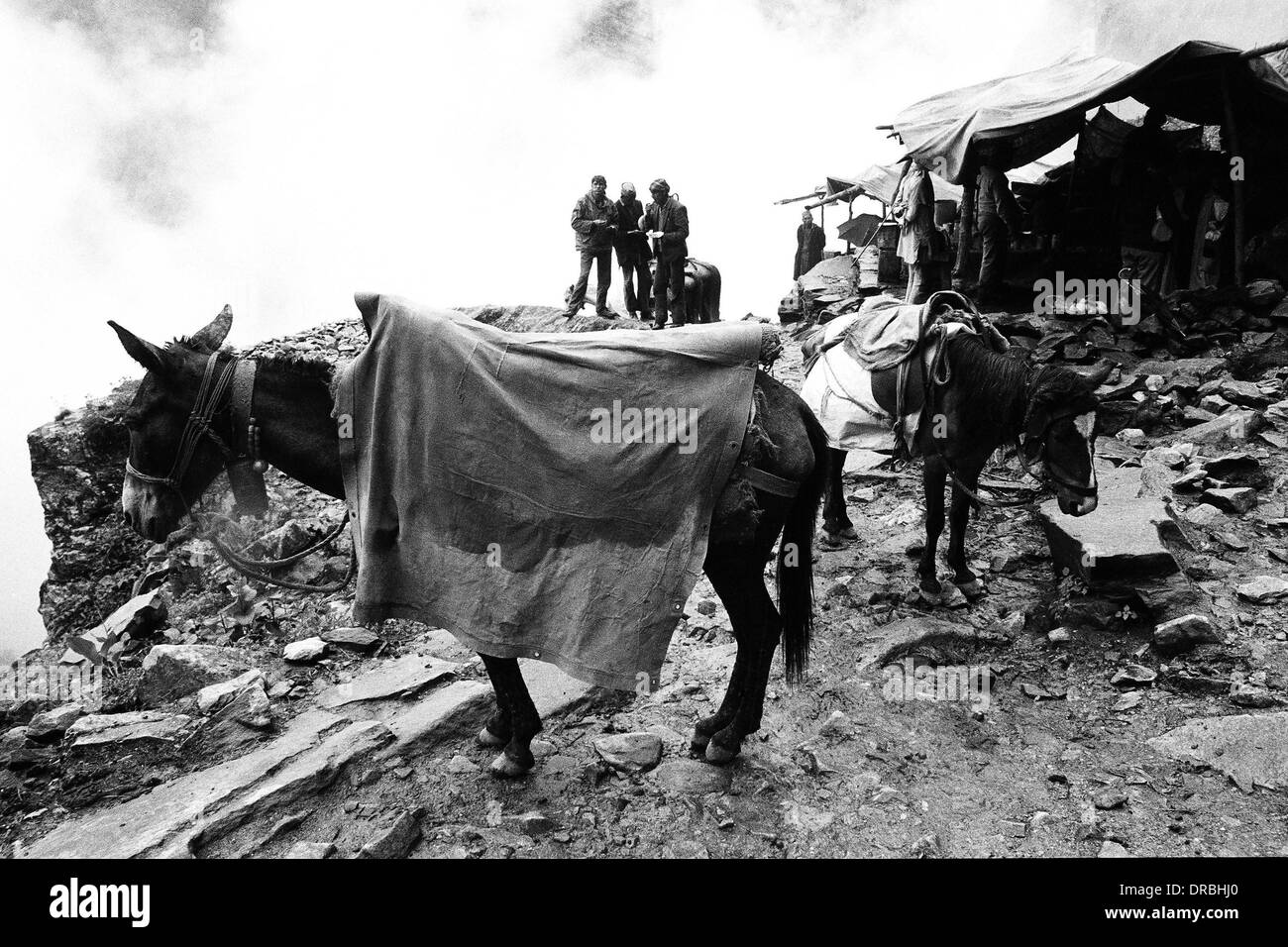 In Pony impermeabile, Valle dei Fiori, Ghangaria, Garhwal, Uttarakhand, India, 1978 Foto Stock