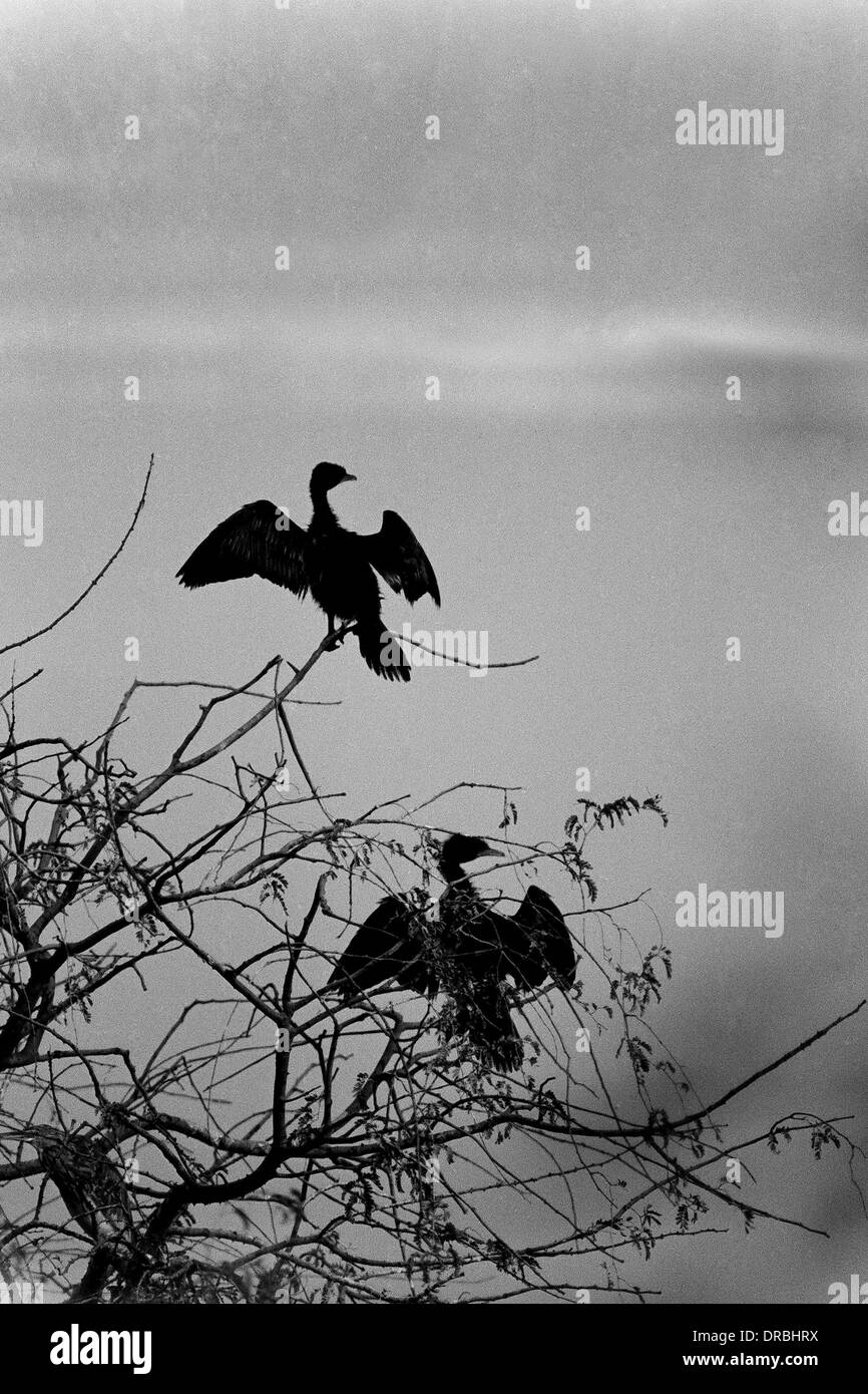 Le ali nere Foto e Immagini Stock in Bianco e Nero - Alamy