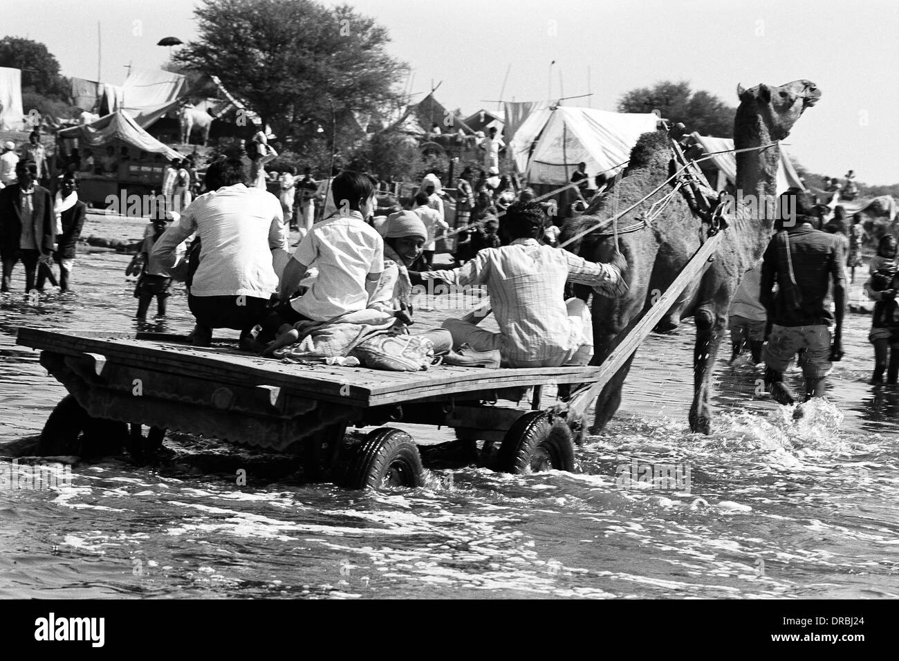 Carrello cammello Attraversamento fiume Sabarmati, Vautha fair, Gujarat, India, 1983 Foto Stock