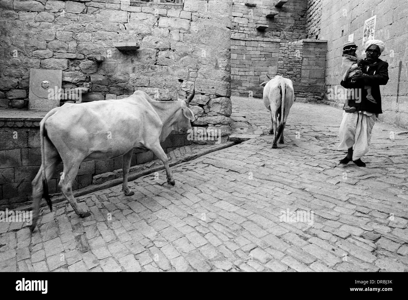 Vacche e uomo a camminare sulla strada di ciottoli, Jaisalmer, Rajasthan, India, 1984 Foto Stock