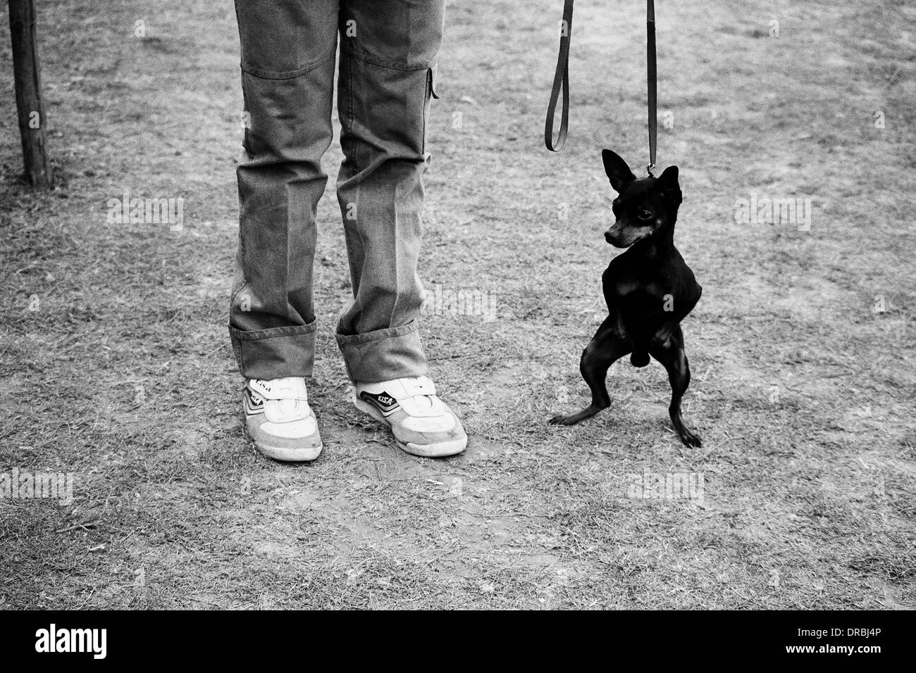 Cane e uomo gambe a dog show Mumbai Maharashtra India Asia 1985 Foto Stock