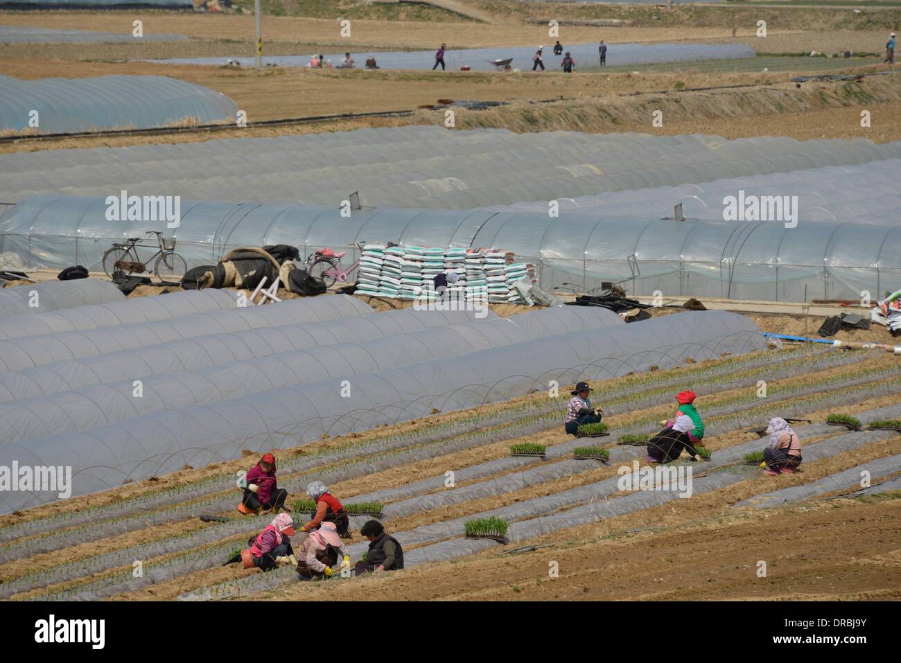 Namji, nel sud della Corea del Sud. 26 marzo, 2013. Le donne lavorano su campi nei pressi di serre di plastica per le coltivazioni vicino Namji, nel sud della Corea del Sud, 26 marzo 2013. La Corea del Sud ha una altamente sviluppato agricoltura industria. © dpa/Alamy Live News Foto Stock