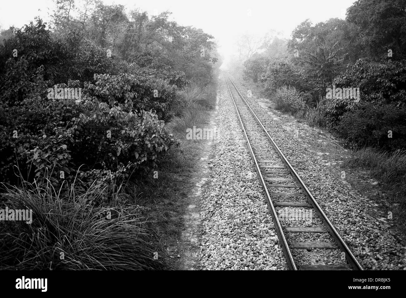 Linea ferroviaria che passa attraverso Dudhwa Parco Nazionale di Uttar Pradesh India Asia 1990 Foto Stock