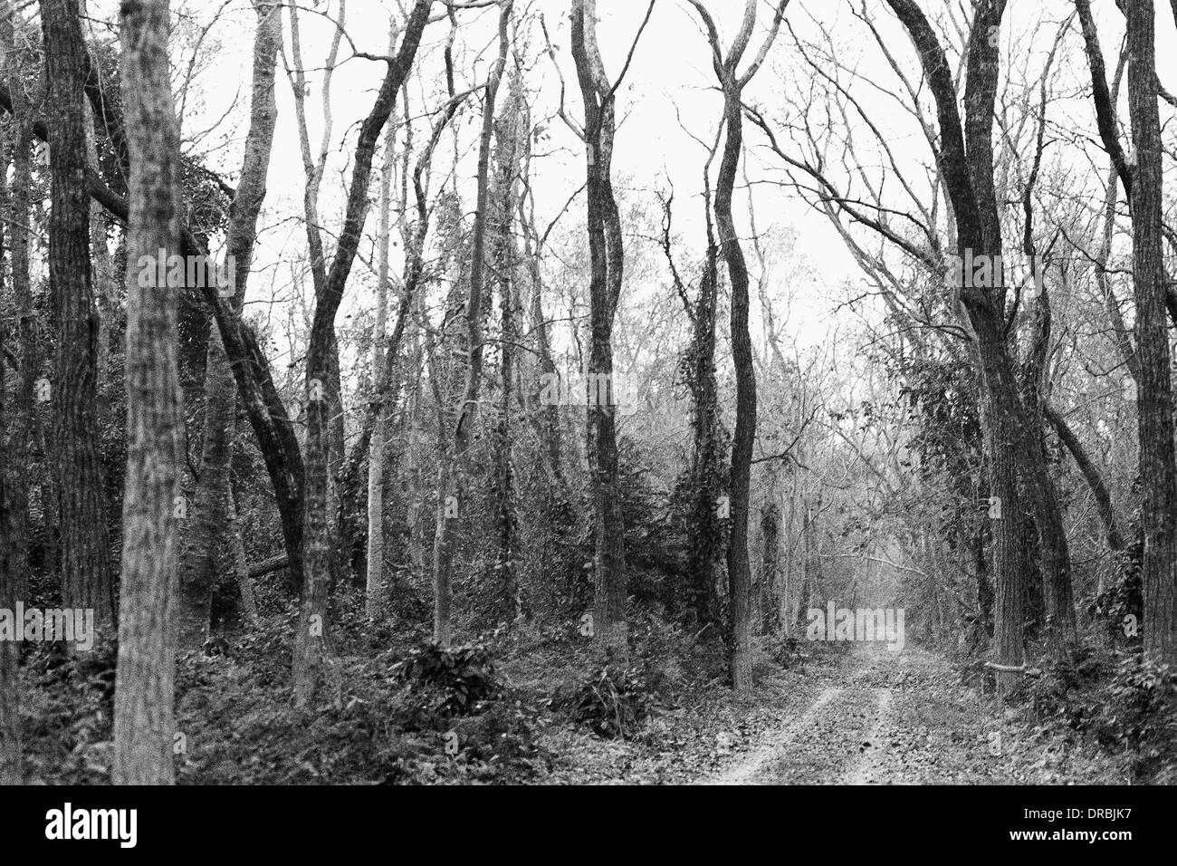 Strada sterrata attraverso il bosco in Dudhwa Parco Nazionale di Uttar Pradesh India Asia 1990 Foto Stock