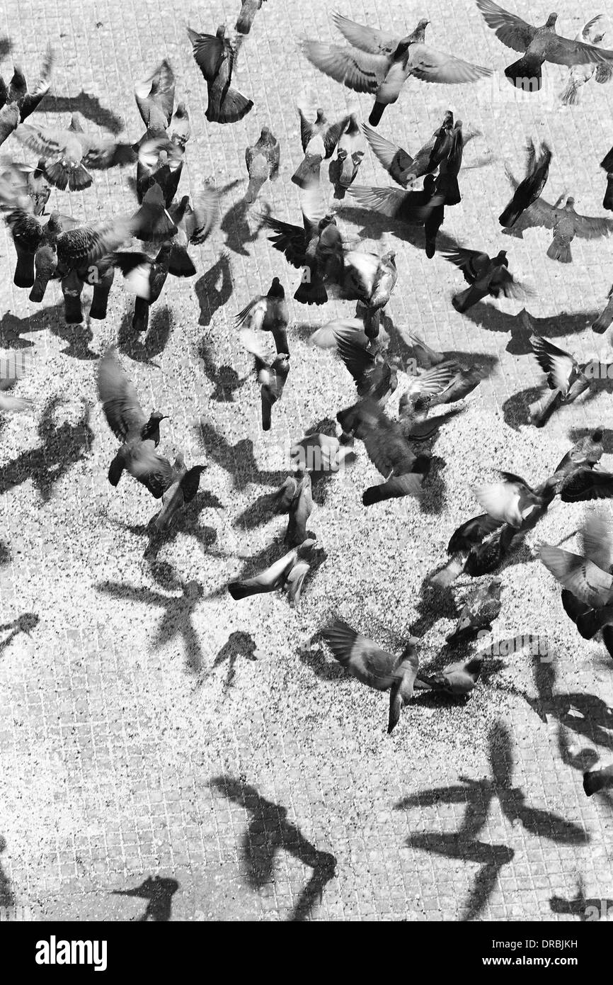 Ombra di uccelli seduto e battenti, Mumbai, Maharashtra, India, 2002 Foto Stock