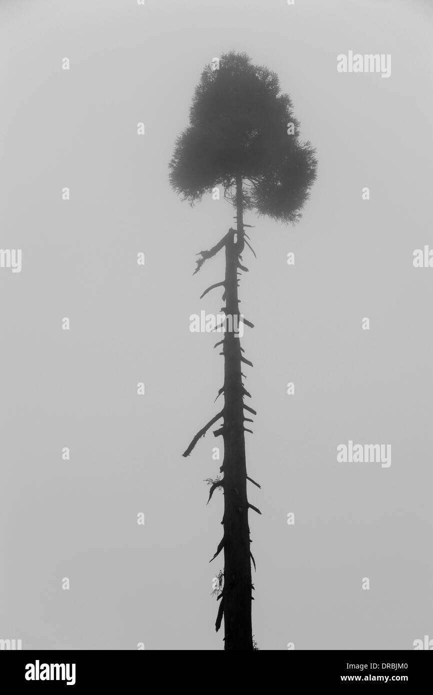 Albero nella nebbia con rami spezzati, Darjeeling, West Bengal India, 2011 Foto Stock