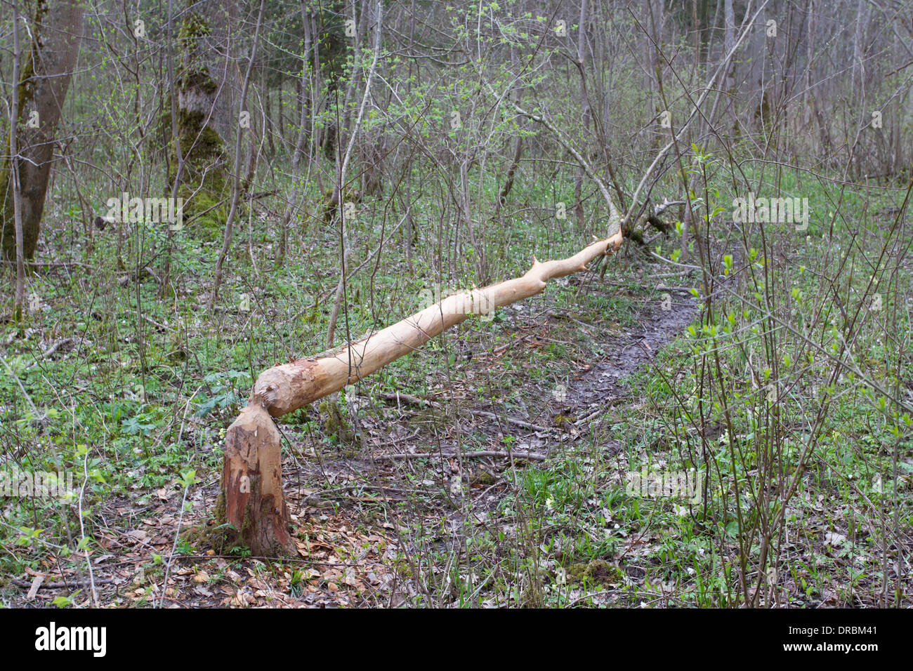 Beaver castori tree Wood chips trucioli Foto Stock