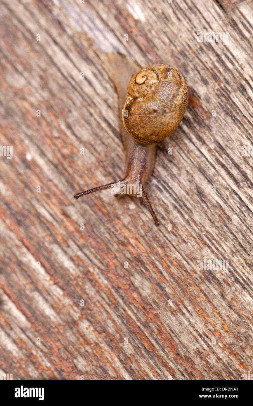 Lumaca marrone a marrone del legno andando a goccia d'acqua. Natura camuffamento. Foto Stock