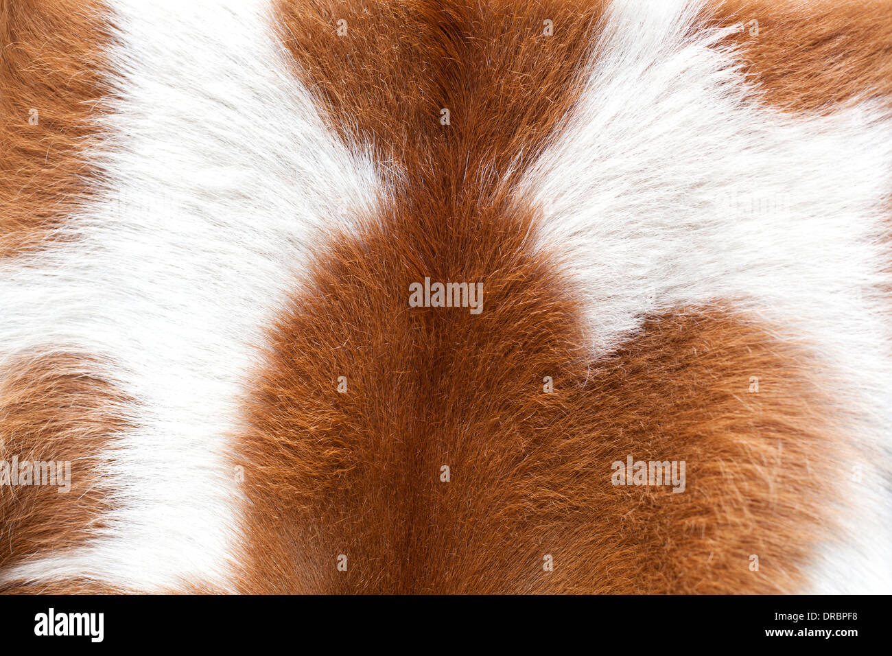 Marrone e bianco mucca sfondo pelliccia Foto Stock