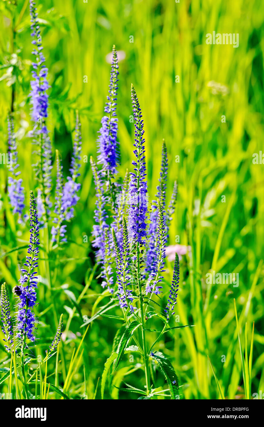 Punta lunga infiorescenza di fiori di campo blu su uno sfondo di erba verde  Foto stock - Alamy