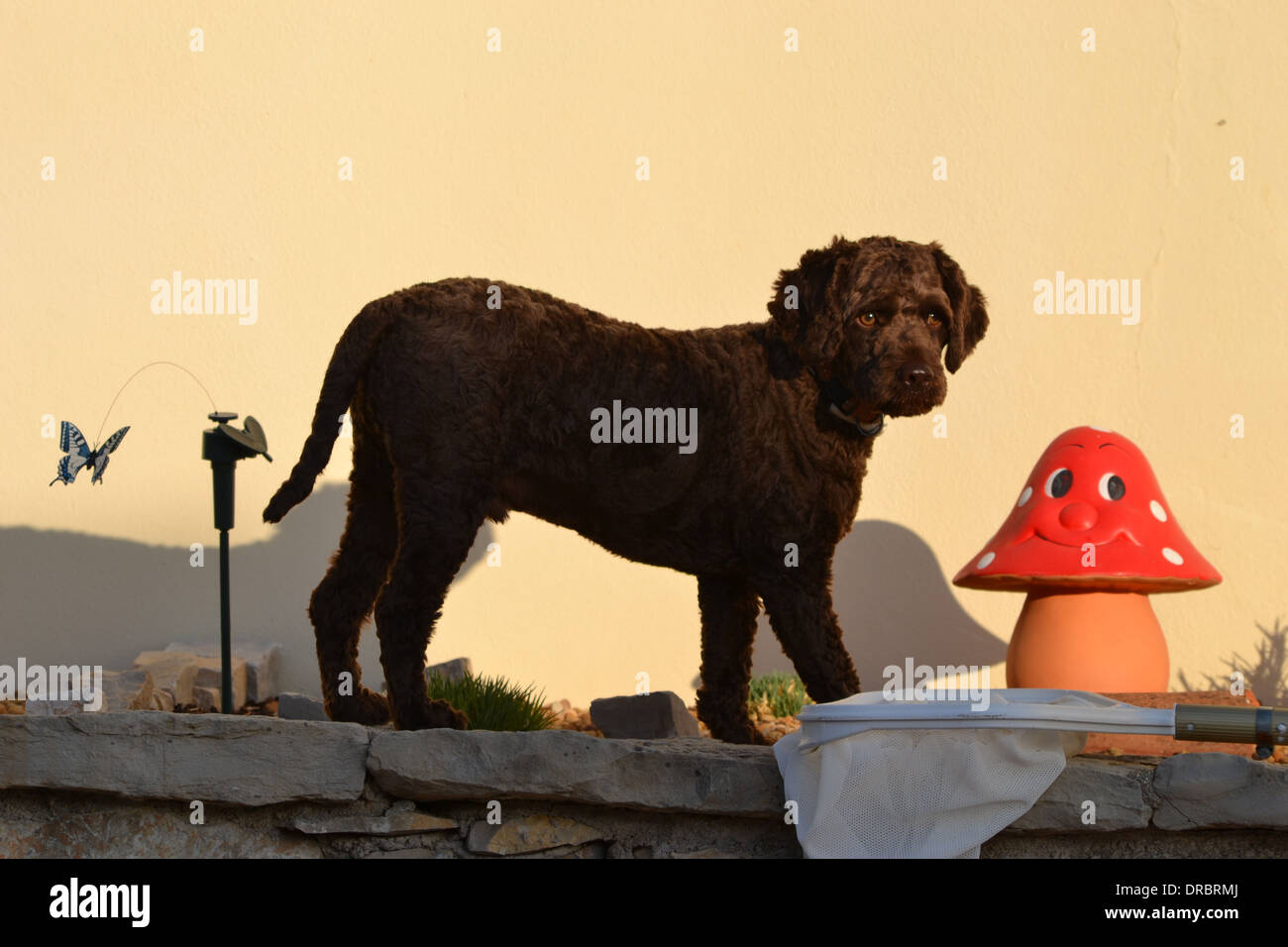 COCKAPOO fino a nulla di buono Foto Stock
