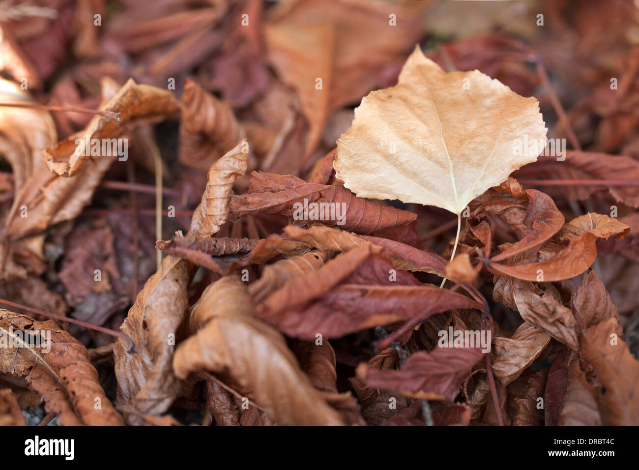 Vista ravvicinata di marrone a foglie di autunno sul pavimento. Foto Stock